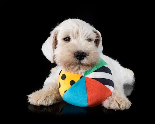 puppy miniature schnauzer in front of black background