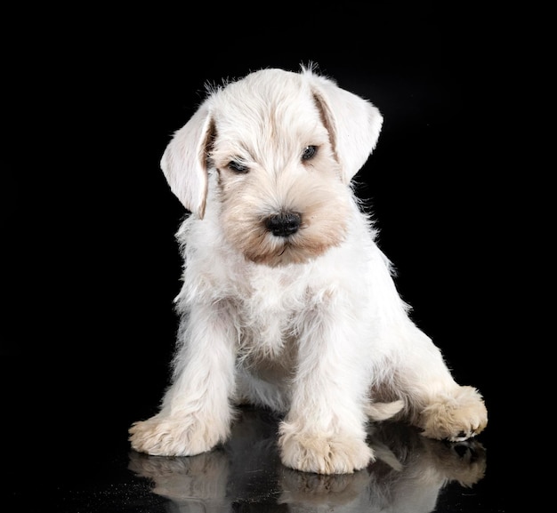 puppy miniature schnauzer in front of black background