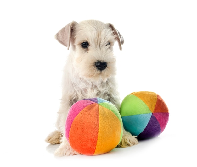 Puppy miniature schnauzer in front of white background