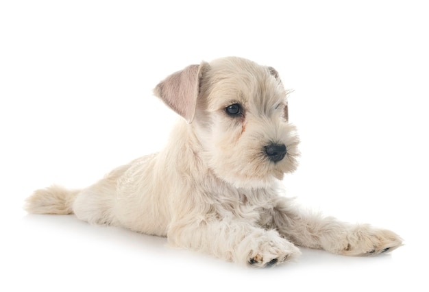 Puppy miniature schnauzer in front of white background