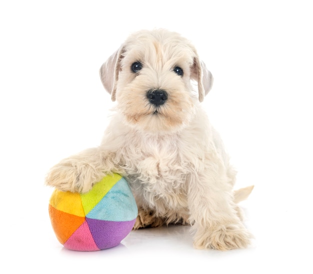 Puppy miniature schnauzer in front of white background