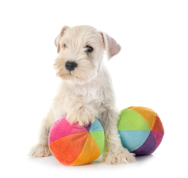 Puppy miniature schnauzer isolated