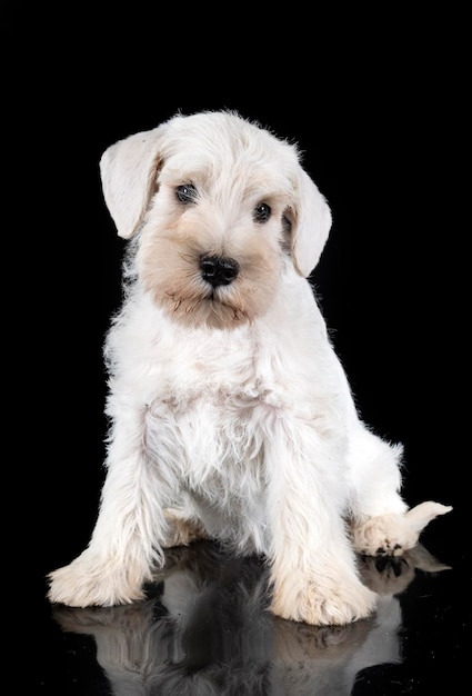 Puppy miniature schnauzer in studio