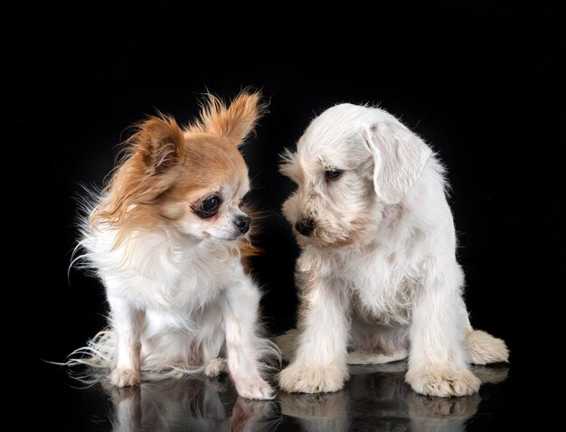 スタジオで子犬のミニチュア ・ シュナウザー