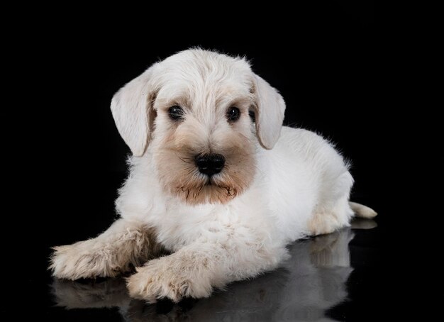 スタジオで子犬のミニチュア ・ シュナウザー