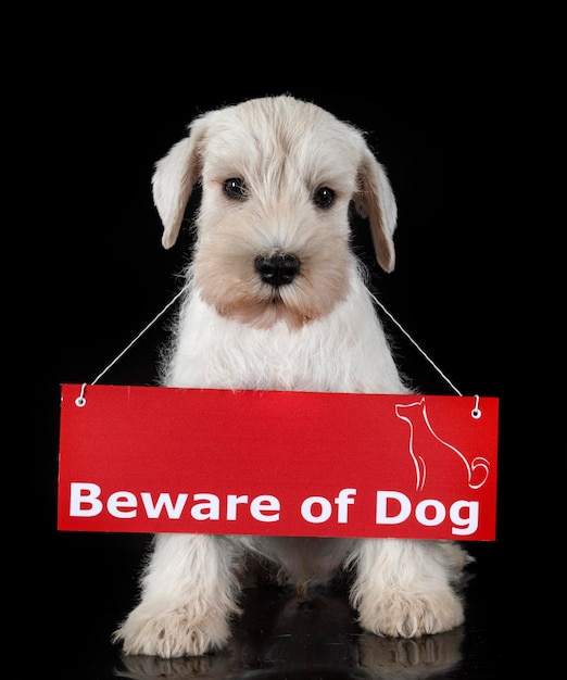 Photo puppy miniature schnauzer in studio