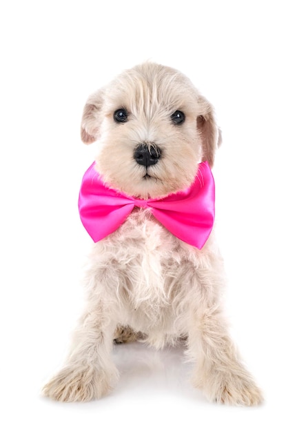 Puppy miniature schnauzer in studio