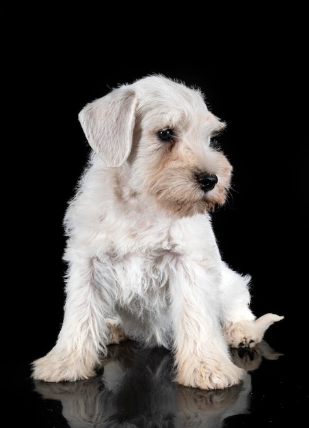 Puppy miniature schnauzer in studio