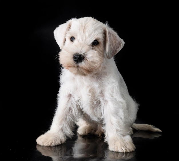 スタジオで子犬のミニチュア ・ シュナウザー