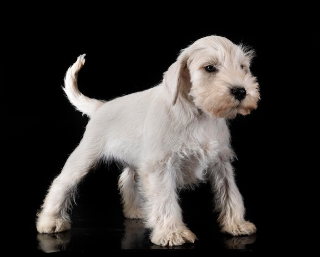 Puppy miniature schnauzer in studio