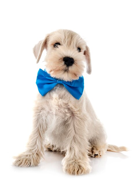 Puppy miniature schnauzer in studio