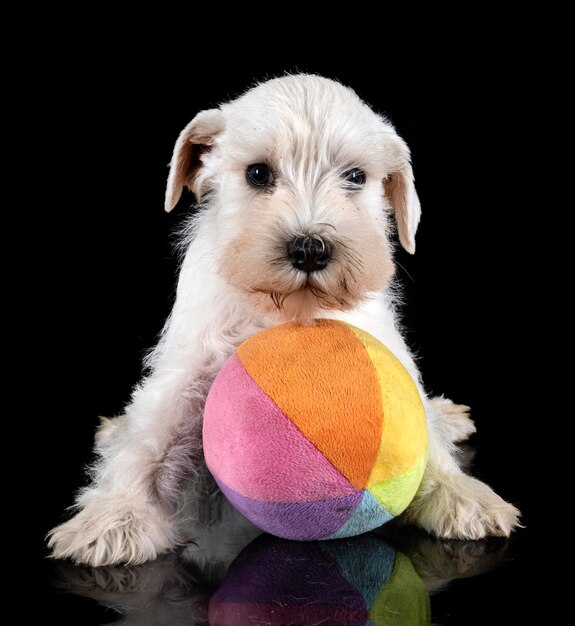 スタジオで子犬のミニチュア ・ シュナウザー