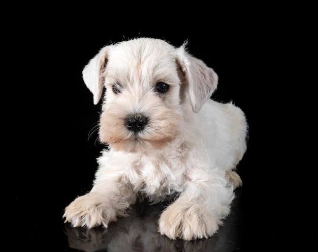 Puppy miniature schnauzer in studio