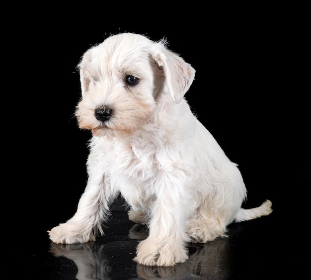 Puppy miniature schnauzer in studio