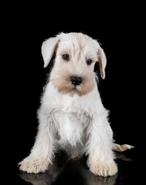 Puppy miniature schnauzer in studio