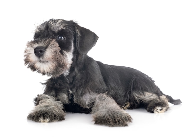 Puppy miniature schnauzer