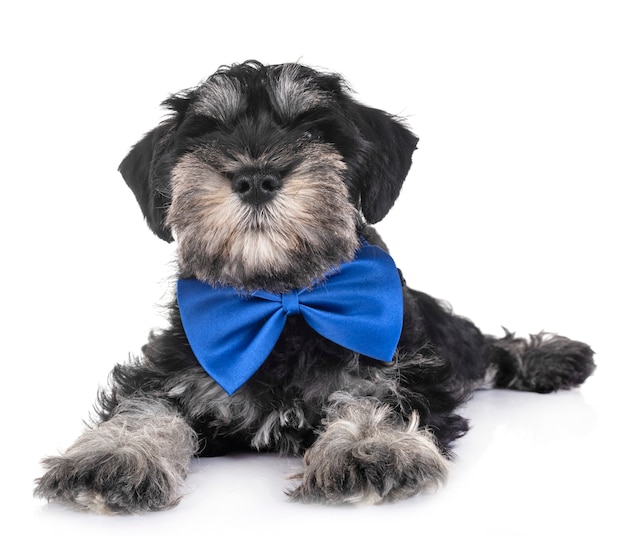 puppy miniature schnauzer