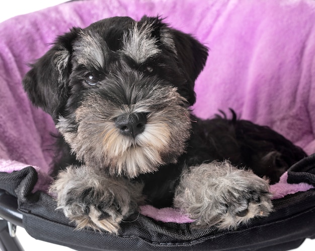 puppy miniature schnauzer