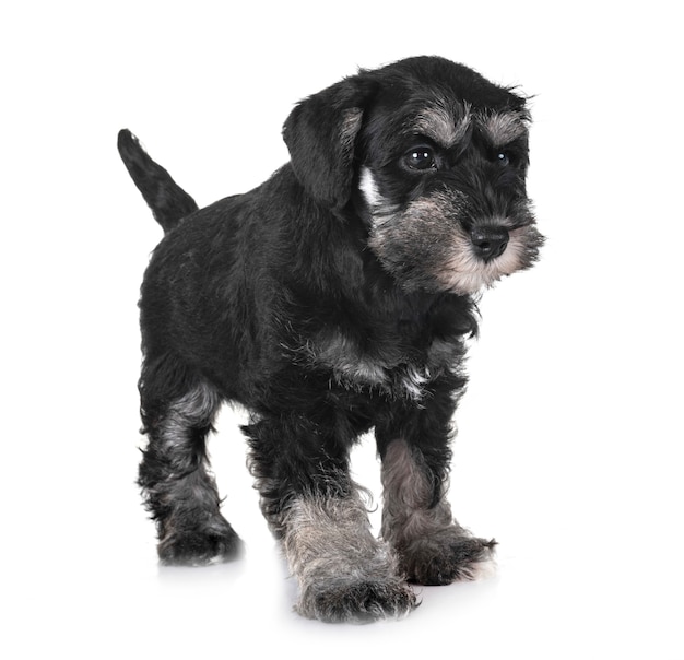 puppy miniature schnauzer