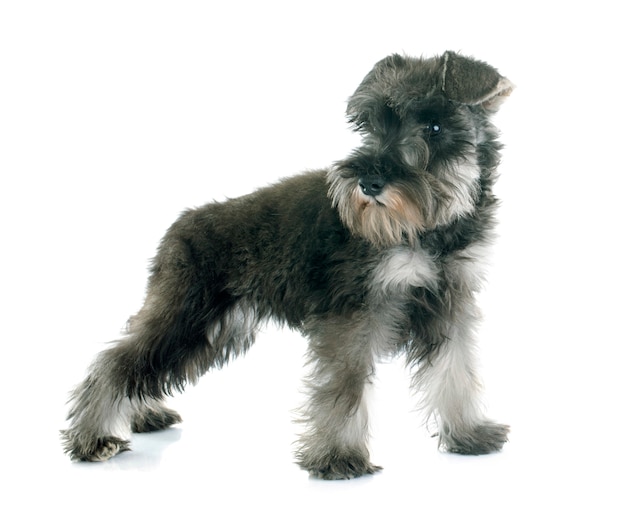 Puppy Miniature Schnauzer