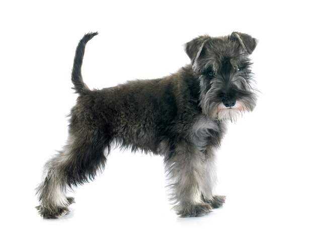 Foto puppy miniature schnauzer