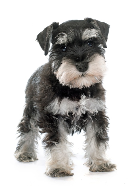 Cucciolo di schnauzer in miniatura