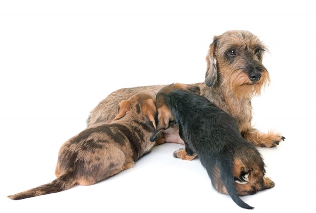 Cucciolo e madre bassotto a pelo duro