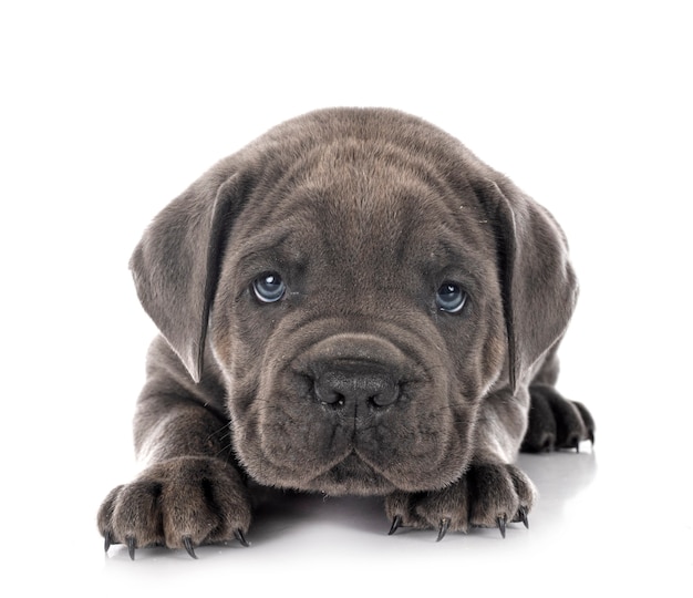 Puppy Neapolitan Mastiff in front of white surface