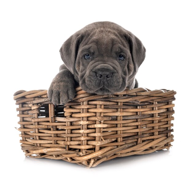 Puppy Neapolitan Mastiff