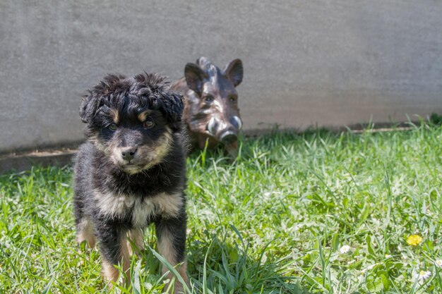 Puppy near a toy boar on green grass and gray background