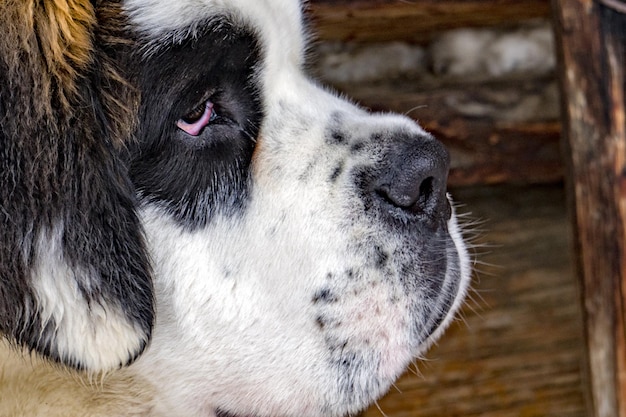 Puppy newborn saint bernard dog