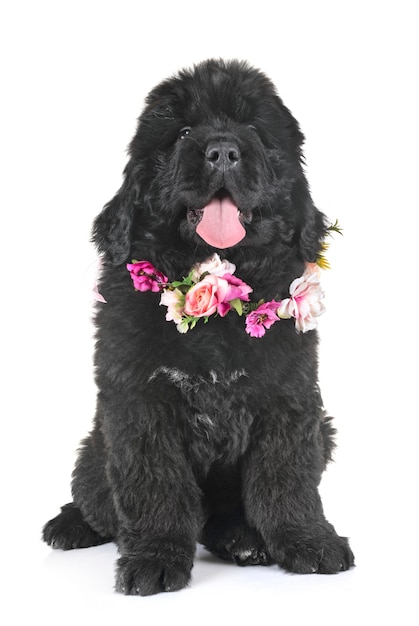 Puppy newfoundland dog