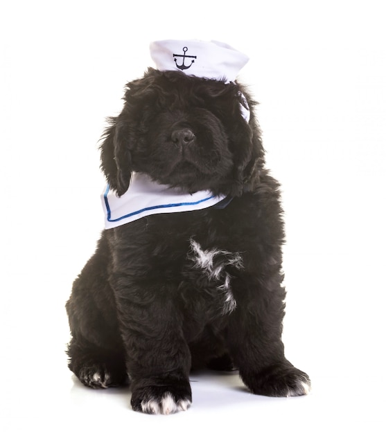 puppy Newfoundland hond