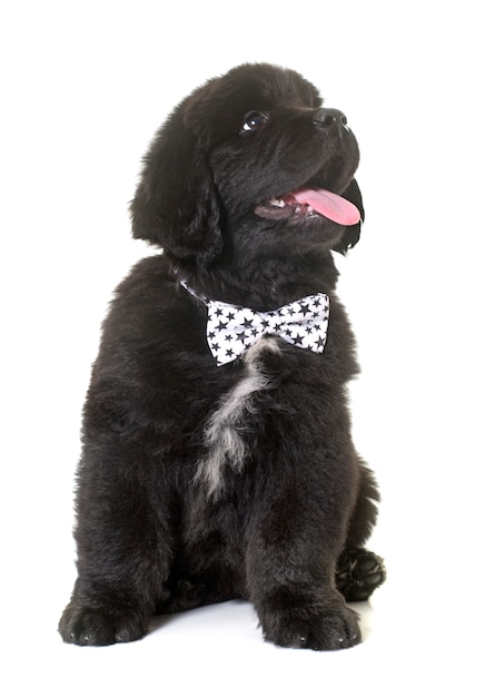 puppy Newfoundland hond