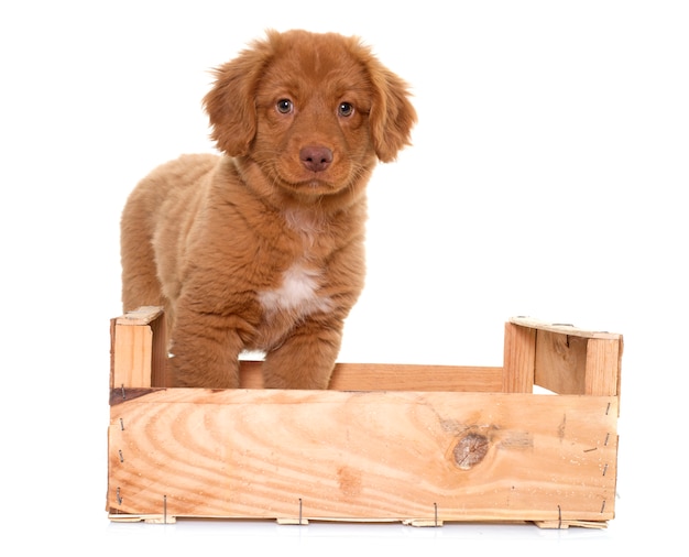 puppy Nova Scotia Duck Tolling Retriever