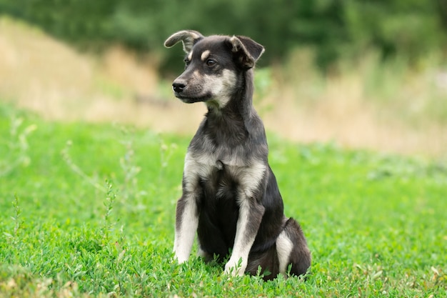 写真 草の上の子犬