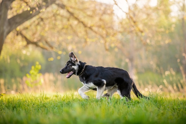 Puppy Oost-Europese herder wandelt en rent in het zomerbos