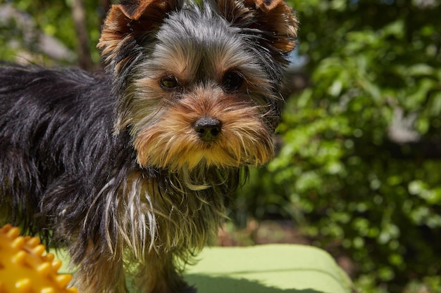 写真 子犬の屋外