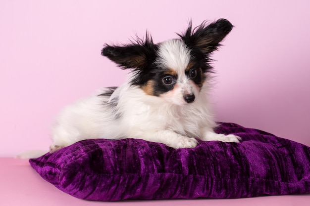 Puppy of papillon breed