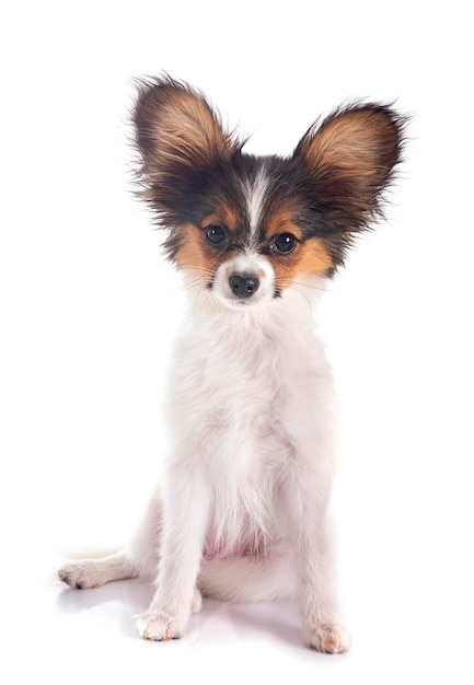 puppy papillon dog eating in front of kitchen background