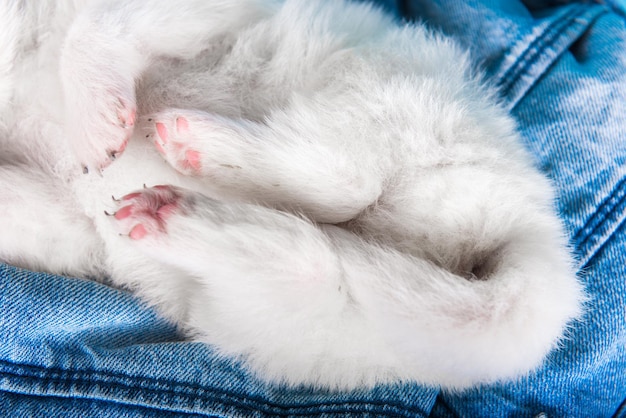 Puppy paws White fluffy small Samoyed puppy dog on blue jeans background