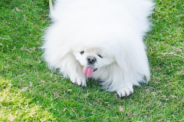 Puppy Pekingese breed white dog loveliness playfulness In the garden