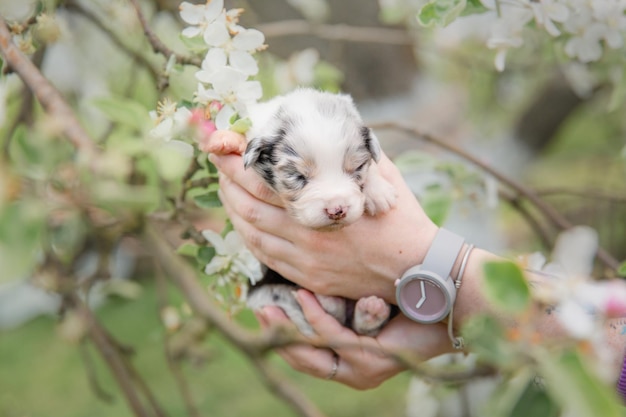 Photo a puppy in a person's hands with a watch on the left hand.