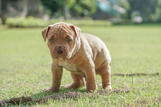 puppy pitbull