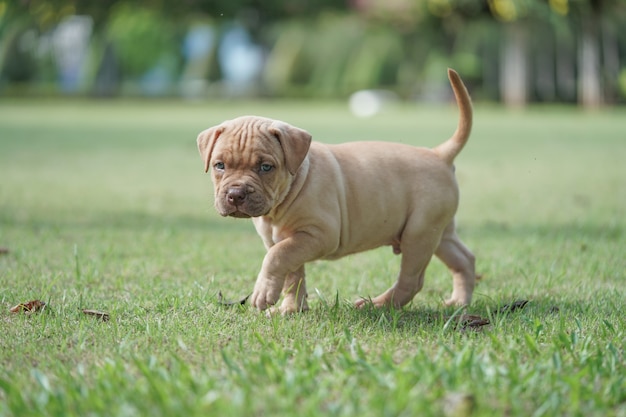 写真 子犬のピットブル