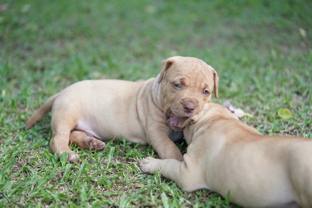 Foto cucciolo di pitbull