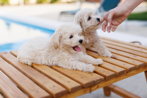 屋外のプールの近くで遊ぶ子犬