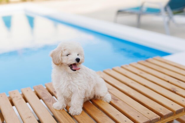 屋外のプールの近くで遊ぶ子犬