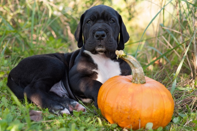 puppy playing with pumpkin