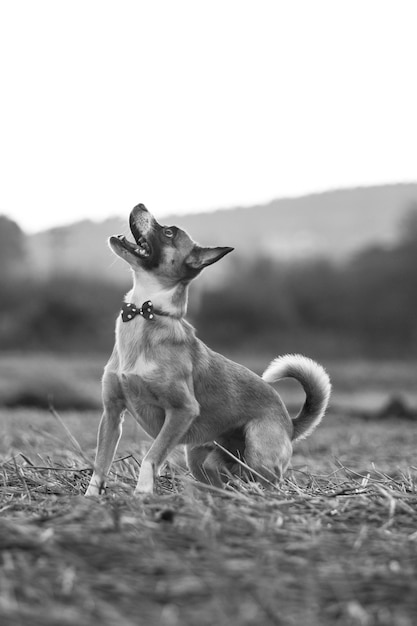 子犬の演奏